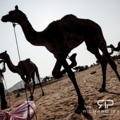 wpid-21-11-2012_Pushkar_Camel_Fair_camels_002.jpg